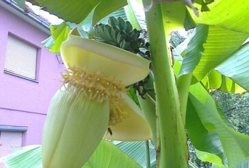 Senzacija: U Majdevu rodile banane