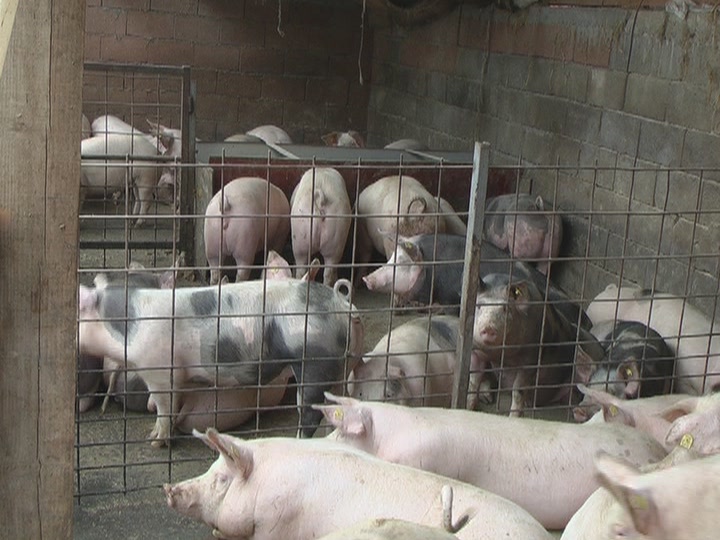 Kako se snalaze naši farmeri u proizvodnji i plasmanu svinjskog mesa