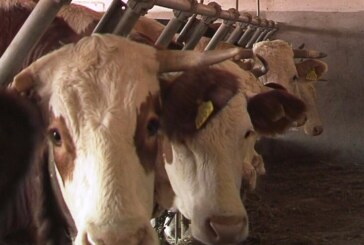 Potvrđeno: Na teritoriji Rasinskog okruga nema bolesati kvrgave kože kod goveda
