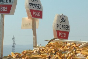 Dani polja kukuruza u Stopanji