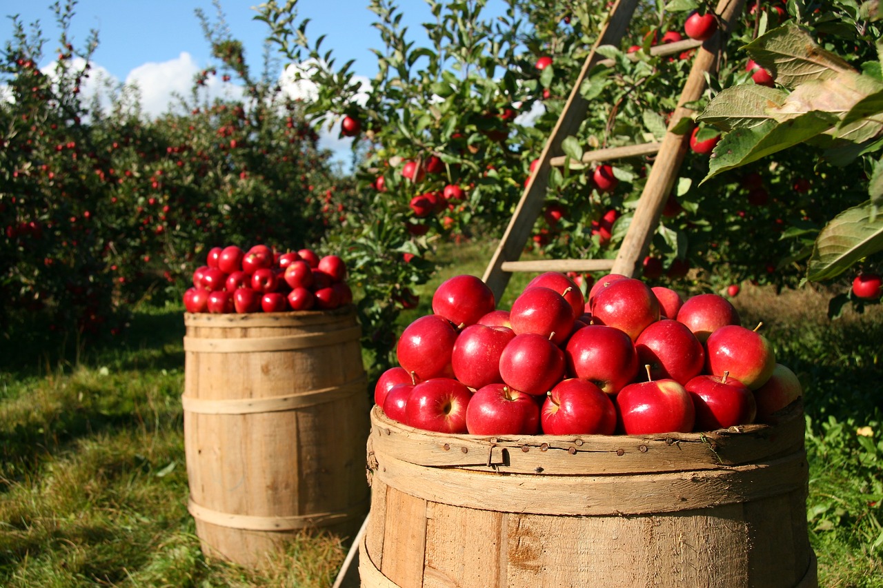Proizvođači očekuju dobar rod jabuke