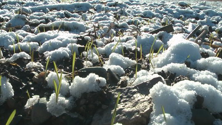 Prvi sneg usporio setvu pšenice u Rasinskom okrugu