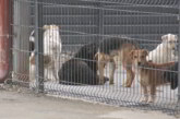 U subotu JKP Kruševac organizuje Dan otvorenih vrata u prihvatilištu za pse