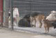 U subotu JKP Kruševac organizuje Dan otvorenih vrata u prihvatilištu za pse